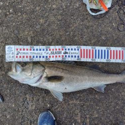 狙って釣れると嬉し！