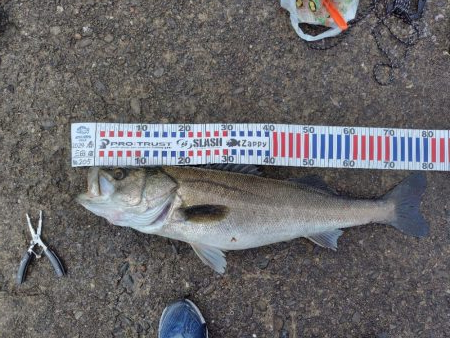 狙って釣れると嬉し！