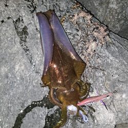 春イカエギング