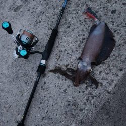 ウミガメおっても釣れます！