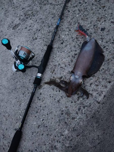 ウミガメおっても釣れます！