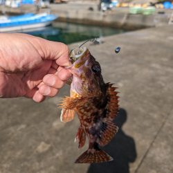 陸っぱり釣行記