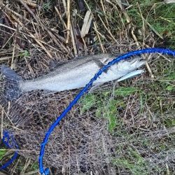 シーバス釣れました!