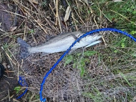 シーバス釣れました!