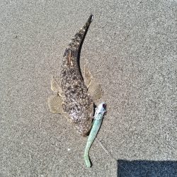 ちびマゴチ釣れました。