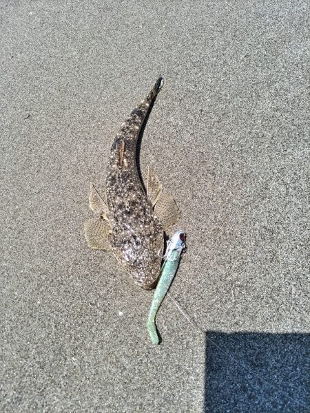 ちびマゴチ釣れました。