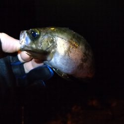 釣りやすいですが