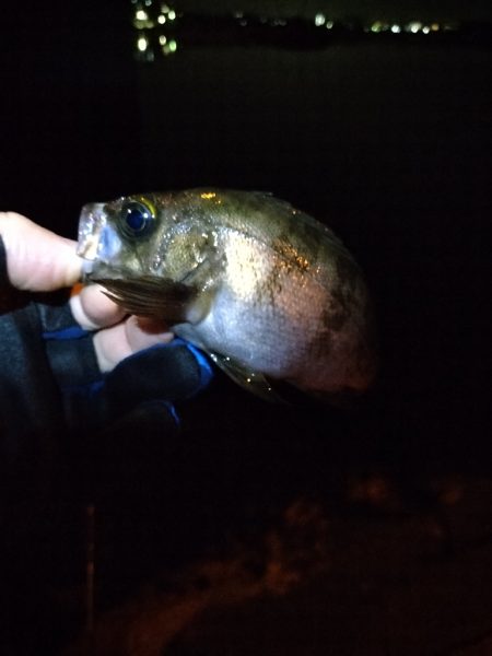 釣りやすいですが