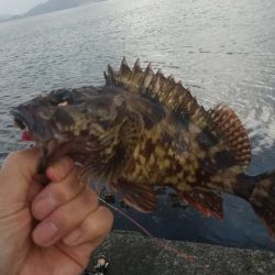 キス居ない、ガシラでリベンジ