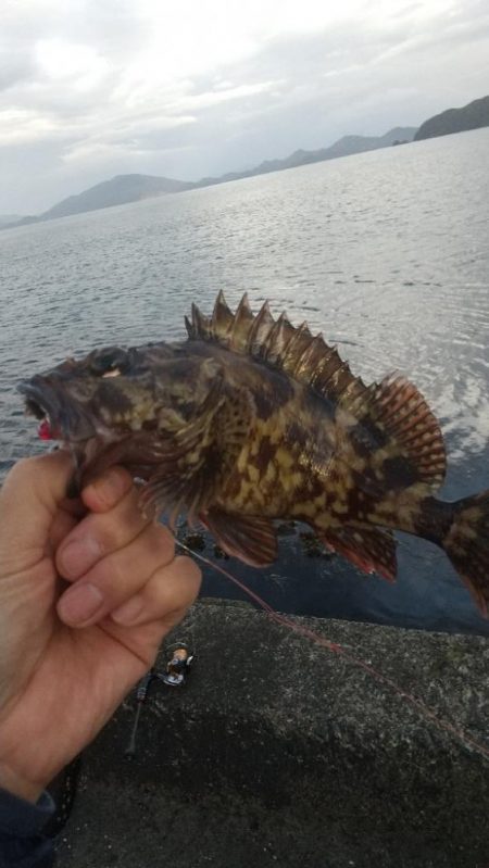 キス居ない、ガシラでリベンジ