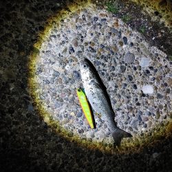 ベイトになるのかな?ボラです