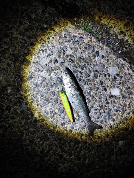 ベイトになるのかな？ボラです