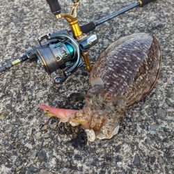 アオリ開幕はいつ