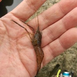 手長エビ