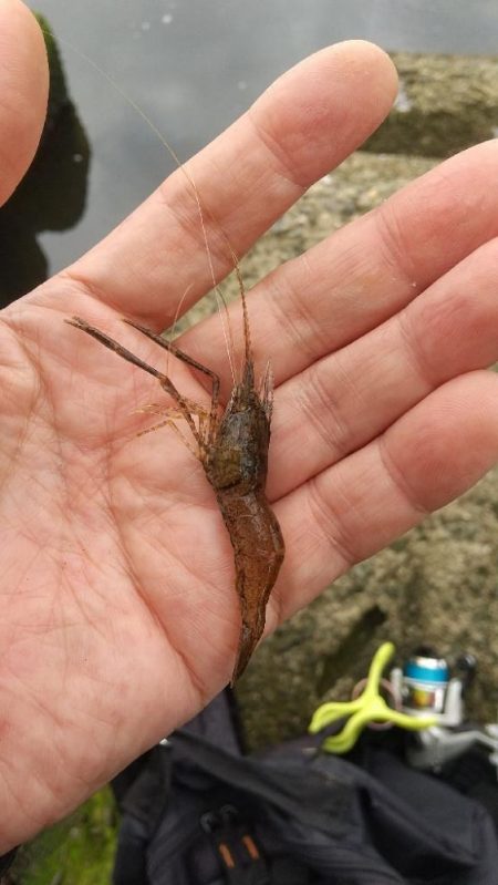 手長エビ