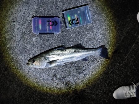 シーバス70cmと25cm