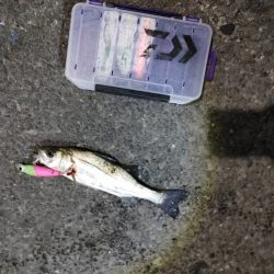 フッコ出ました