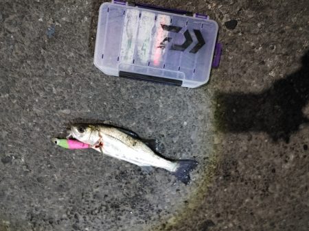 フッコ出ました