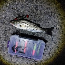 フッコ45cmセイゴ25cm