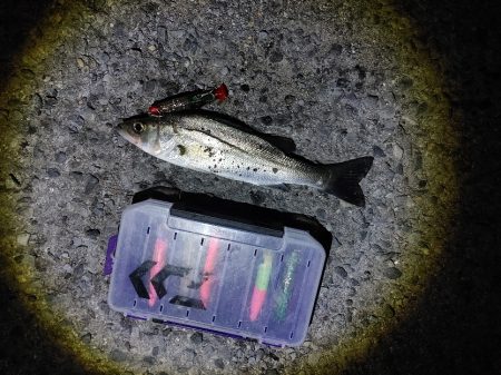 フッコ45cmセイゴ25cm