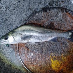 ヒラスズキ75cm(自己記録)(^^)