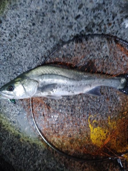 ヒラスズキ75cm(自己記録)(^^)