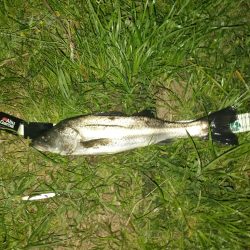 シーバス釣りって楽しい