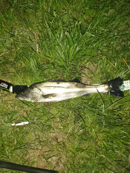 シーバス釣りって楽しい