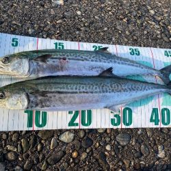 サゴシ、ホタルイカ(お)