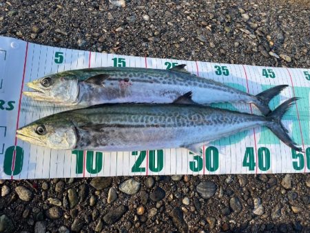 サゴシ、ホタルイカ（お）