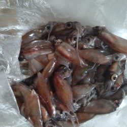 フクラギ２匹！ホタルイカ