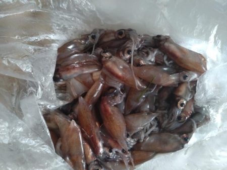 フクラギ２匹！ホタルイカ