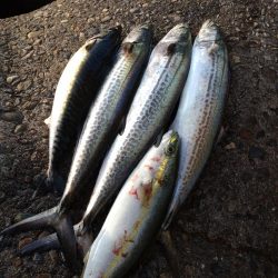 サゴシ、サバ、フクラギ、カサゴ