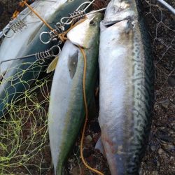 フクラギ３匹　サバ１匹