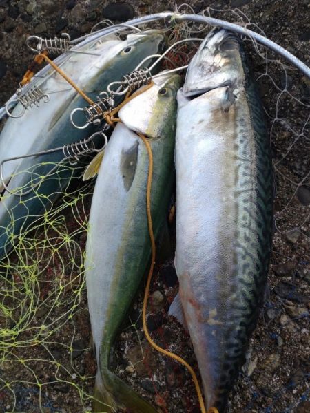 フクラギ３匹　サバ１匹