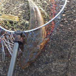 マゴチ１匹！フクラギ多数！