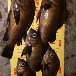 久しぶりのメバリング🐟️