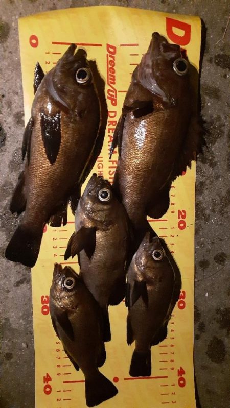 久しぶりのメバリング🐟️