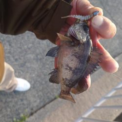 小さいけど今年初めてのメバル