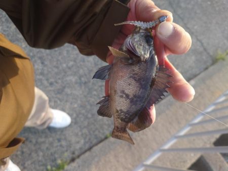 小さいけど今年初めてのメバル