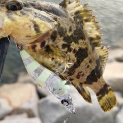 エビのさんぽ持って港湾さんぽ