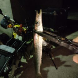 釣りキャンツーリング唯一の釣果