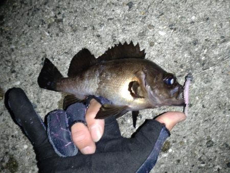 久しぶりにメバル