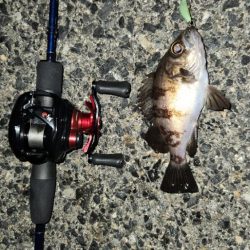 ベイトフィネスプラッキング