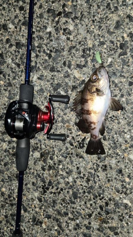 ベイトフィネスプラッキング