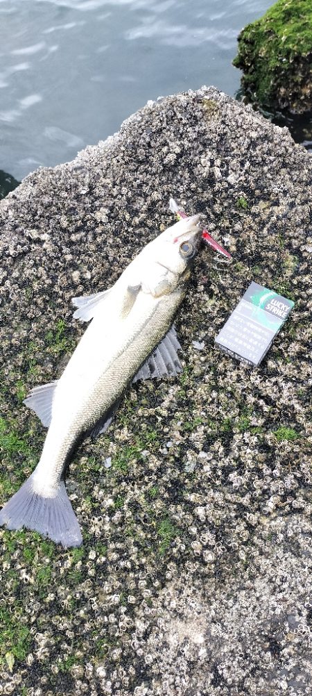 数が釣れて楽しめたけど💦