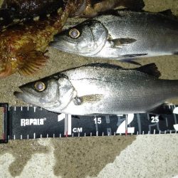 大型メバル不発