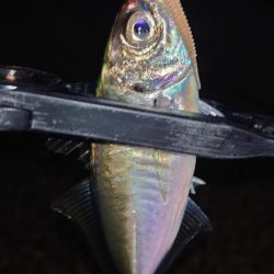 怒る気にも、ならない。