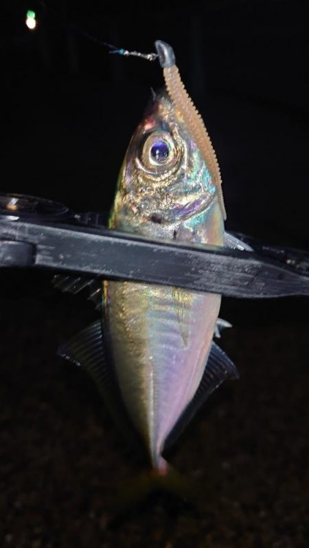 怒る気にも、ならない。