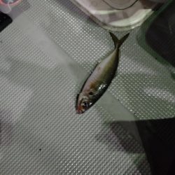 ナイトボートアジング　リベンジ